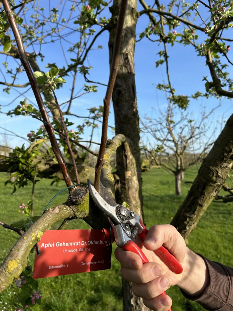 An einem Obstbaum wird ein Trieb mit einer Gartenschere entfernt